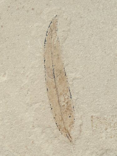 Mimosites coloradensis Fossil Leaf - Utah #16280